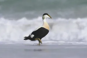 North Sea Coastal Birds Drucke: Common eider