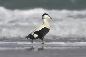 Schleswig Holstein Birds Drucke: Common eider