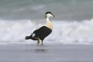 Schleswig Holstein Wildlife Images Drucke: Common eider