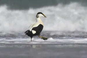 Central Europe Birdwatching Spots Drucke: Common eider