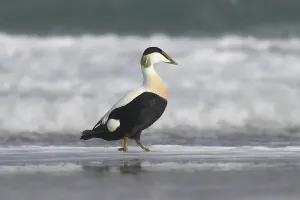 Anatinae Species Drucke: Common eider