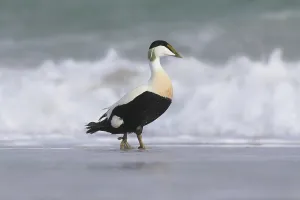 Schleswig Holstein Bird Life Drucke: Common eider