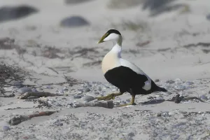 Wildlife Images Germany Drucke: Common eider