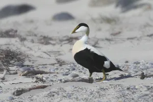 Anatidae Species Images Drucke: Common eider