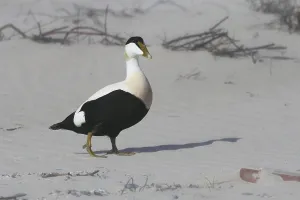 Anatinae Family Birds Drucke: Common eider