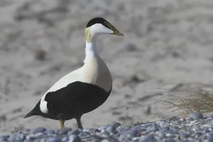 Schleswig Holstein Wildlife Images Drucke: Common eider