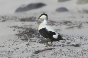 Anatidae Species Images Drucke: Common eider