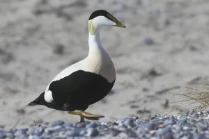 Common eider