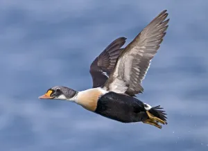 Grauer Eider, Reiseeider