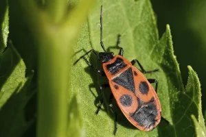 Common Fire Bug Drucke: Common fire bug
