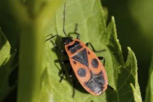 Pterygote Insects Online Drucke: Common fire bug