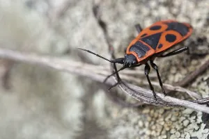 True Bug Images Drucke: Common fire bug