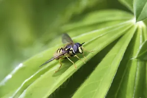 Compound Eyes Drucke: Common hover fly on a leaf