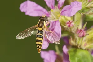 Central European Nature Images Drucke: Common Hoverfly (Spaerophoria scripta)