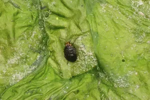 True Bug Insects Drucke: Common jumping bug, Common jumping bugs