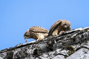Vulkaneifel Fauna Drucke: Common kestrel (Falco tinnunculus)