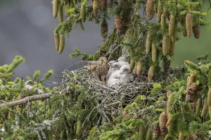 Young Birds Nesting Site Drucke: Common kestrel (Falco tinnunculus)