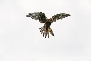 Lower Saxony Nature Reserves Drucke: Common kestrel (Falco tinnunculus)