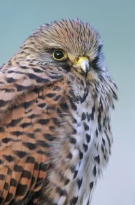 Female Falcon Drucke: Common kestrel (Falco tinnunculus)