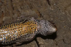 Reptile Wildlife Drucke: Common Lizard