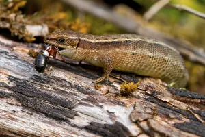 Viviparous Lizard Species Drucke: Common Lizard