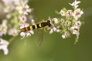 Wildlife Fly Images Drucke: Common long-bodied hoverfly (Sphaerophoria scripta)