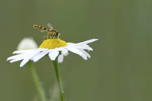 Hoverfly Species Drucke: Common long-bodied hoverfly (Sphaerophoria scripta)