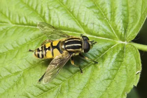 Hoverfly Images Drucke: Common marsh hoverfly, Common marsh hoverfly