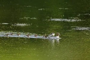 Wildlife Animals In Germany Drucke: Common merganser (Mergus merganser)
