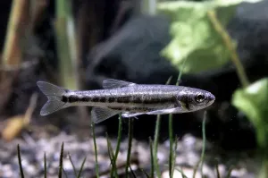 Freshwater Fish Images Drucke: Common minnow (Phoxinus phoxinus)