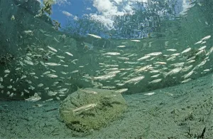 Deserted Lake Drucke: Common minnows (Phoxinus phoxinus)