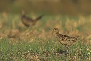 Empty German Countryside Scenes Drucke: Common Pheasant (Phasianus colchicus)