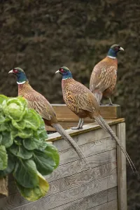 Ring Necked Pheasant Drucke: Common pheasant (Phasianus colchicus), males