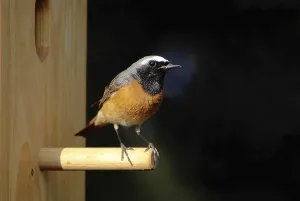 Environmental Protection Animals Drucke: Common redstart at the nesting box