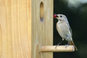 Passerine Species Conservation Drucke: Common redstart at the nesting box