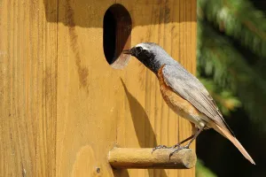 Animal Protection Germany Drucke: Common redstart at the nesting box