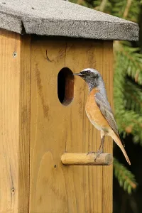 Bird Nesting Box Drucke: Common redstart at the nesting box