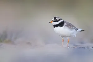 Dutch Coastline Landscape Drucke: Common Ringed Plover (Charadrius hiaticula)