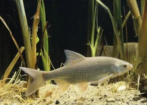 Freshwater Fish Images Drucke: Common Roach (Rutilus rutilus)