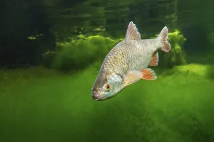Bony Fish Underwater Scene Drucke: Common roach (Rutilus rutilus)