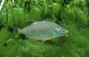Deserted Lake Austria Drucke: Common roach (Rutilus rutilus)