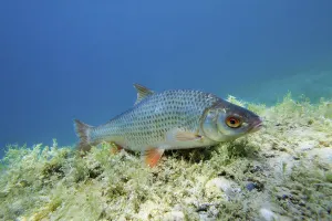 European Water Animals Drucke: Common Roach (Rutilus rutilus)