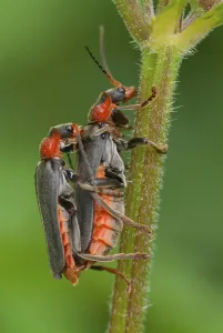 Wildlife Mating Behavior Drucke: Common soft-shell beetle, mating