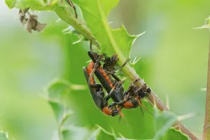 Wildlife Mating Behavior Drucke: Common soft-shell beetle, mating
