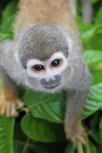 New World Monkeys Images Drucke: Common squirrel monkey