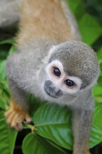 Deserted Landscape Animal Photo Drucke: Common squirrel monkey