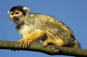 Monkey Species Drucke: Common Squirrel Monkey (Saimiri sciureus)
