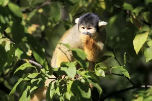 Mammal Portraits Drucke: Common squirrel monkey (Saimiri sciureus)