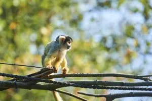 European Primates Drucke: Common squirrel monkey (Saimiri sciureus)
