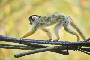 Primate Animals Drucke: Common squirrel monkey (Saimiri sciureus)
